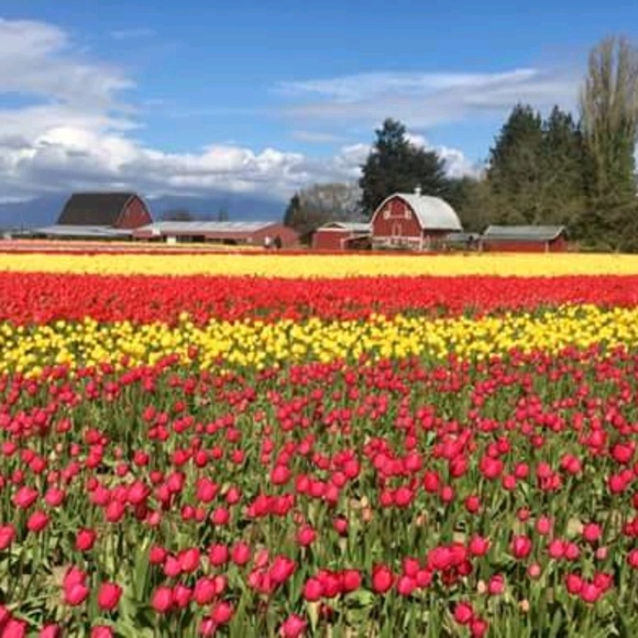 sofidominique